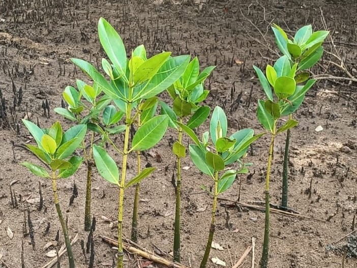 Moryani Mangrove Conservation Site