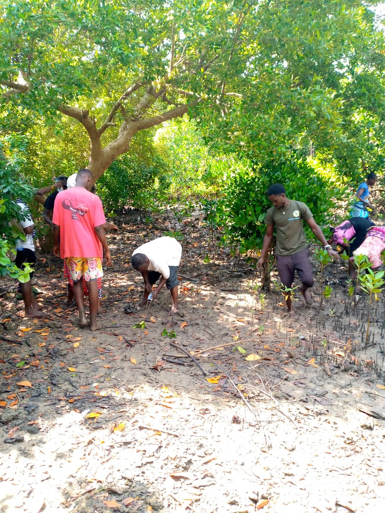 Mangrove Seedlings