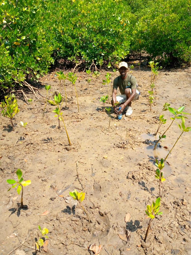 Mangrove Restoration