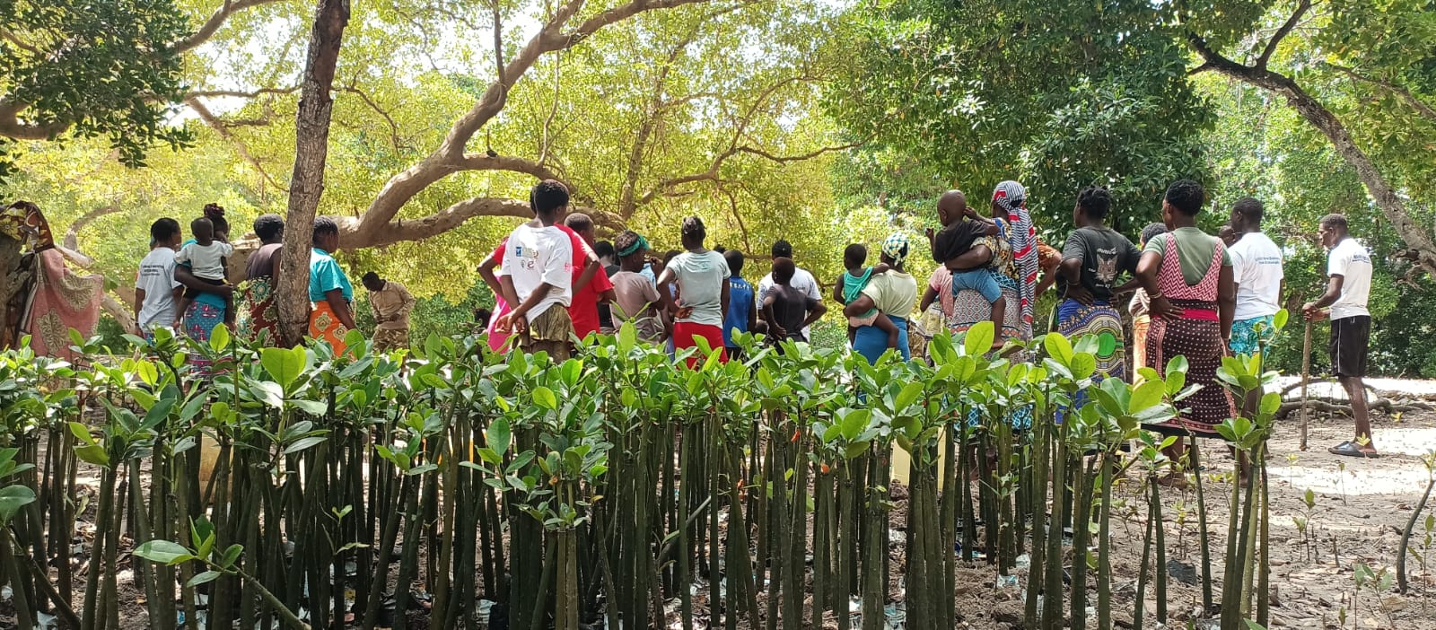 Mangrove Restoration
